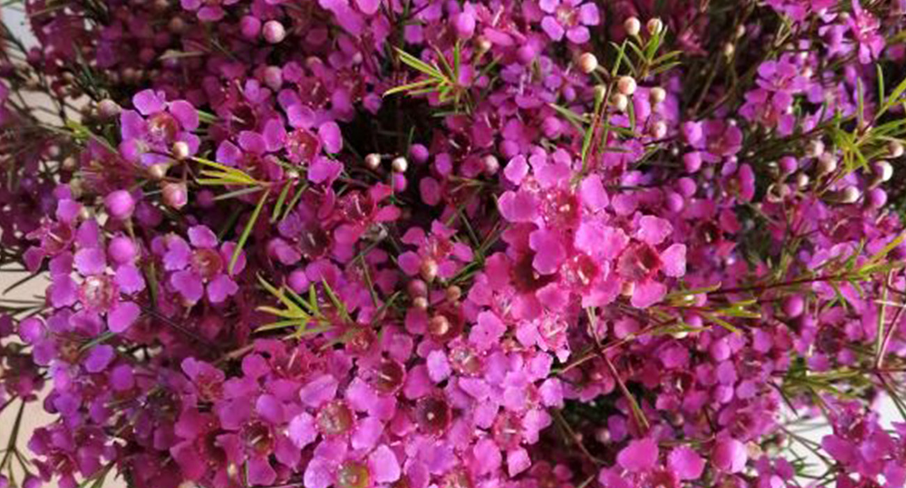 Chamelaucium Free Spirit cut flower on Thursd header