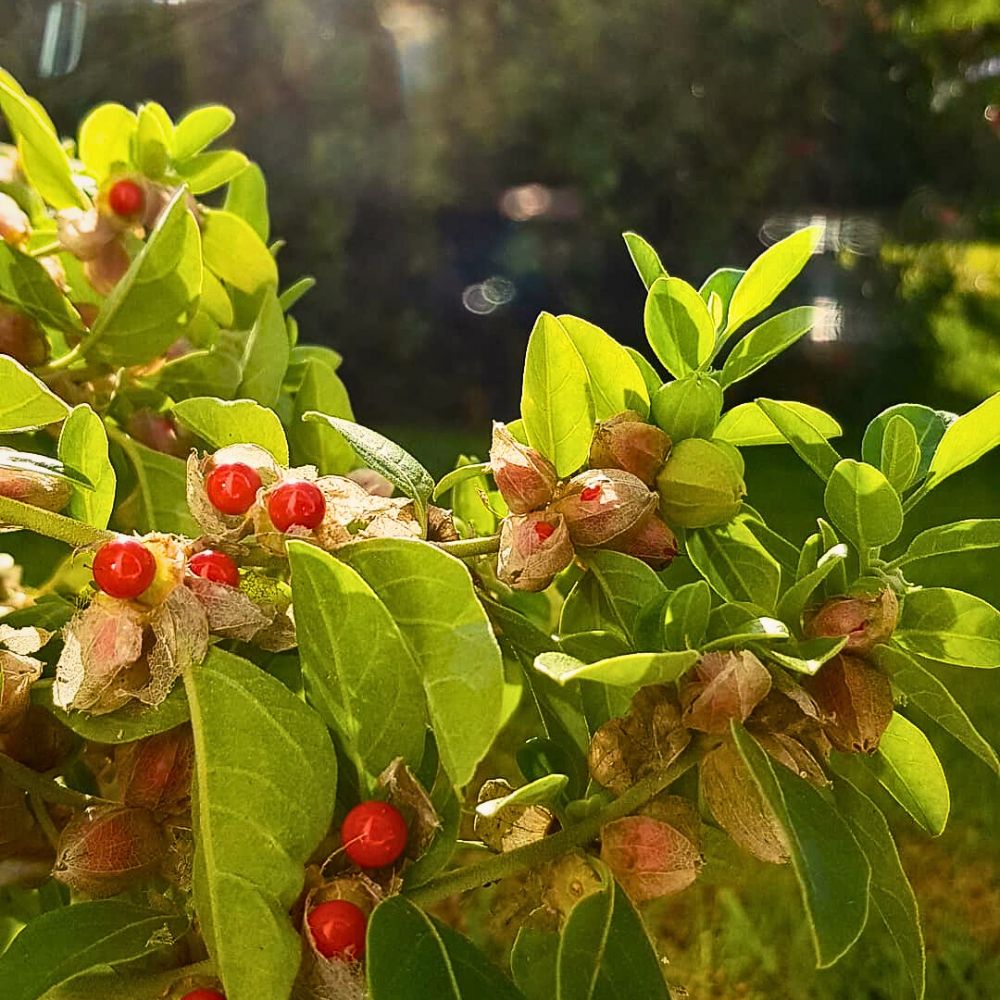 the berries of the ashwagandha plant