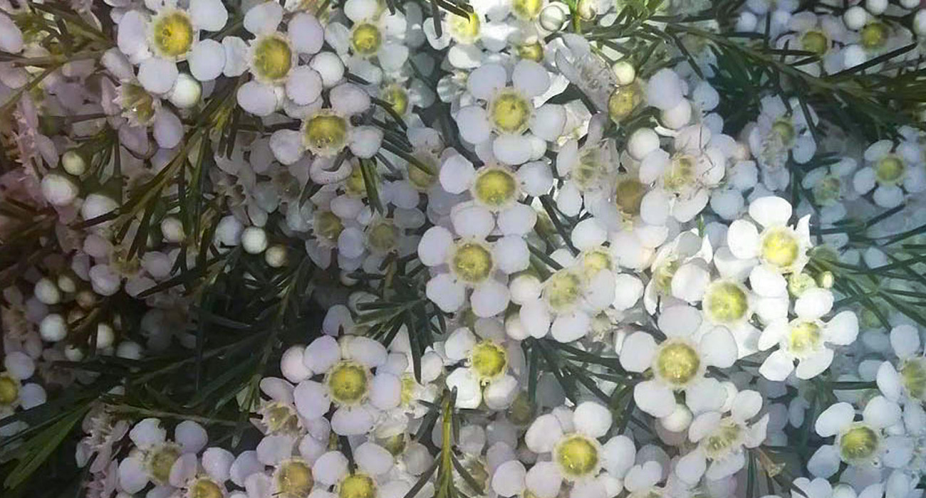 Chamelaucium Grace cut flower on Thursd header