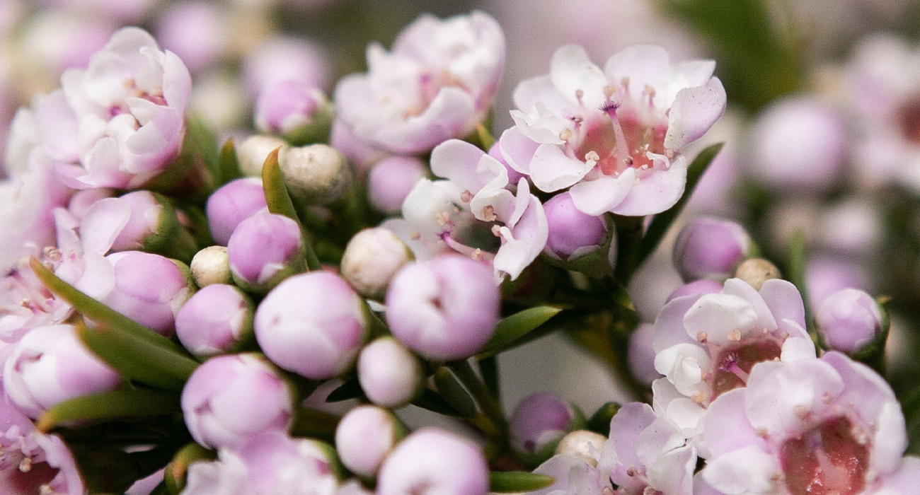 Chamelaucium Giselle cut flower on Thursd header