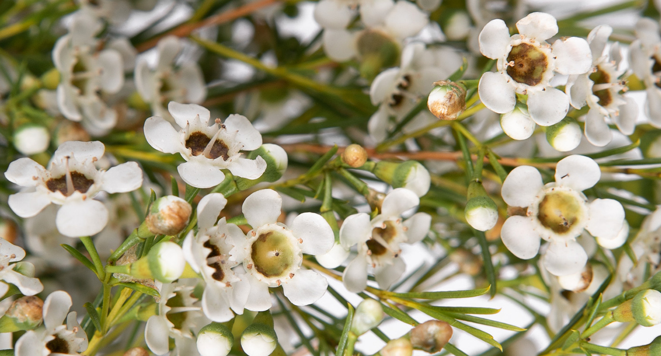 Chamelaucium Blizzard cut flower on Thursd header