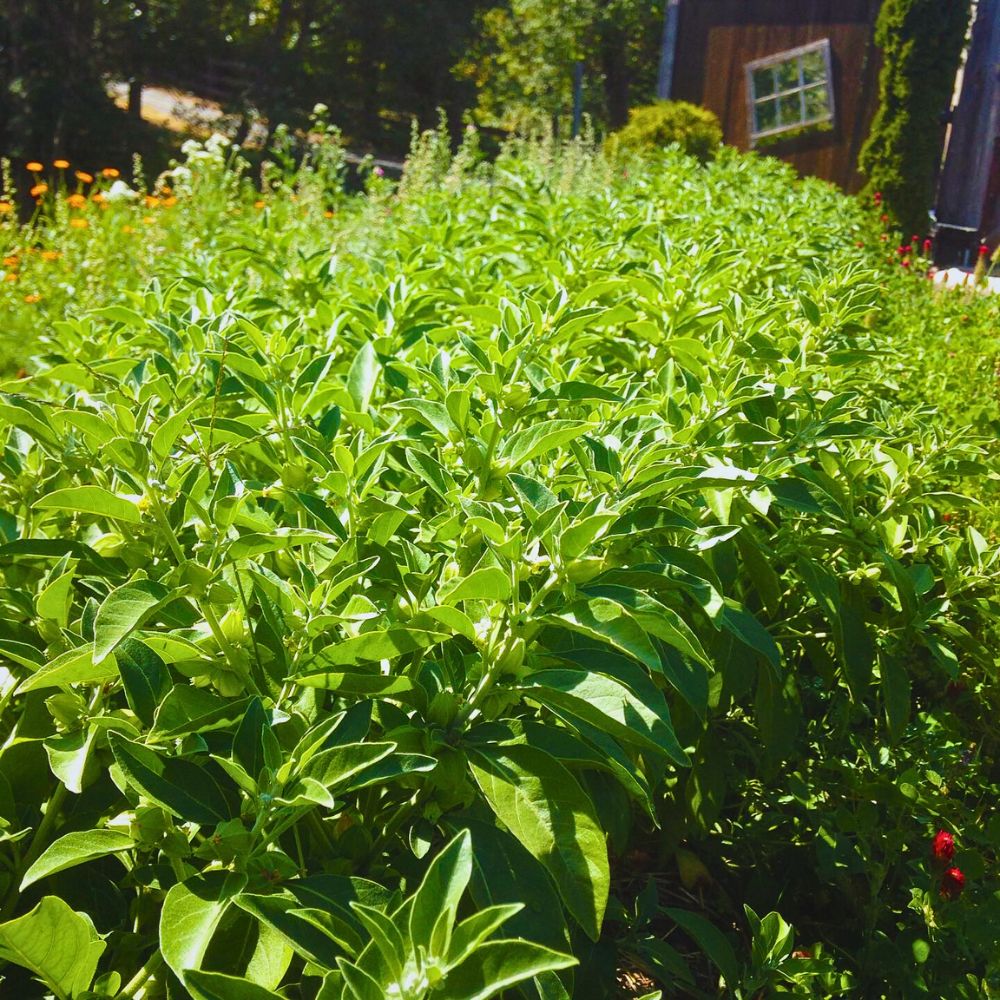 ashwagandha, withania somnifera is popular among adults experiencing high stress and taking ashwagandha can be helpful as a sleep med