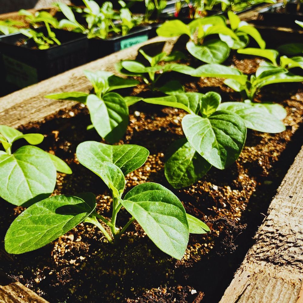 How to plant and grow ashwagandha plants