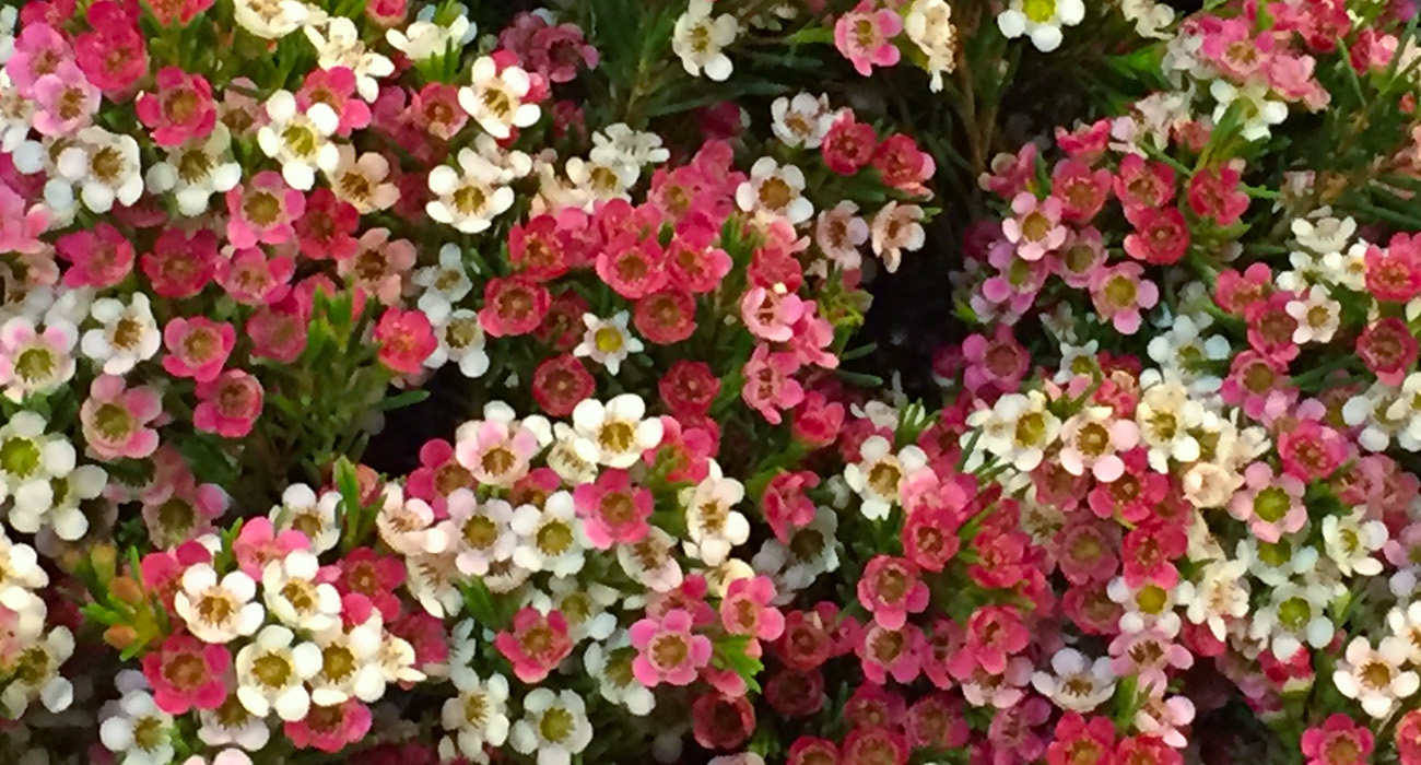 Chamelaucium My Sweet 16 cut flower on Thursd header