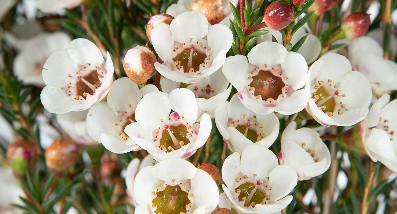 Chamelaucium Moonlight Delight cut flower on Thursd header