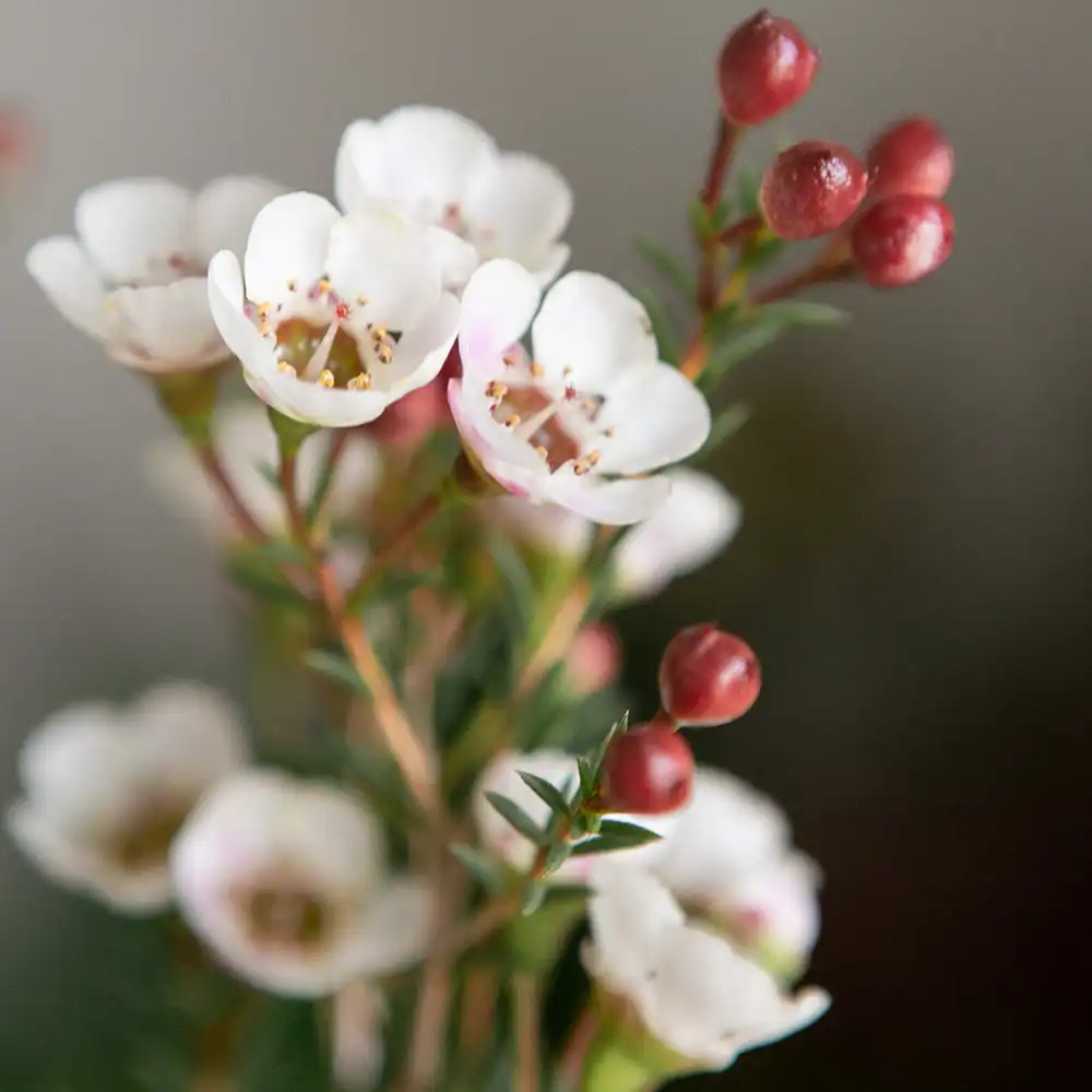 Chamelaucium Moonlight Delight cut flower on Thursd feature