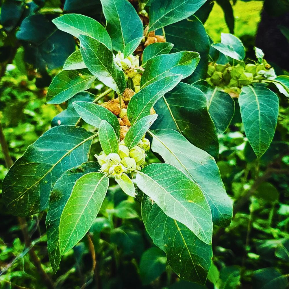 taking ashwagandha root extract is also known to improve testosterone levels with clinical effectiveness