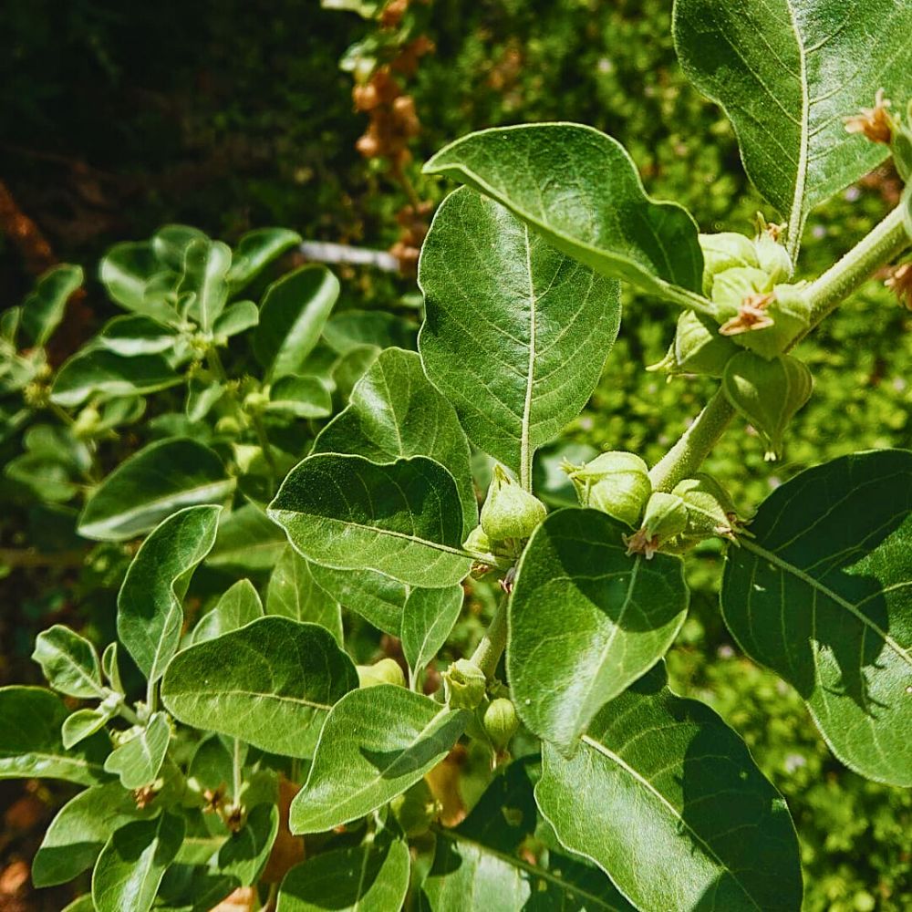 ashwagandha root extract, or the root extract of Withania somnifera is the main element that consists the most medicinal benefits