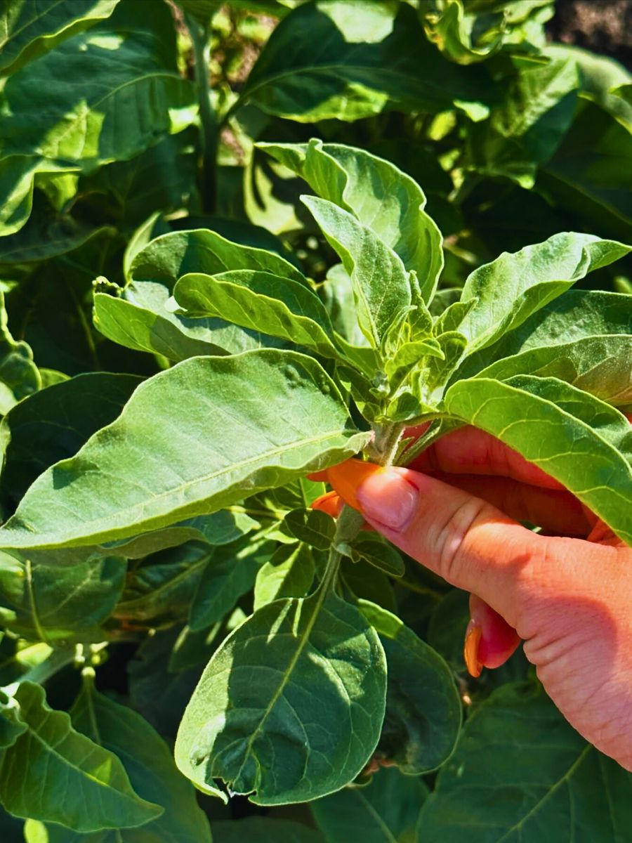 Withania somnifera uses in experimental research has been found to help insomnia patients, help in anxiety treatments for stressed adults and improve congitive dysfunction issues while improving sleep onset.