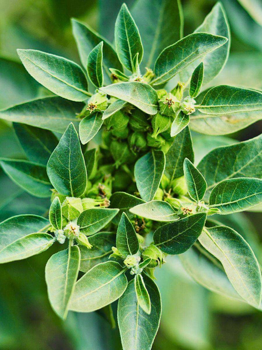 Withania somnifera, Indian Ginseng, also known as Ashwagandha 