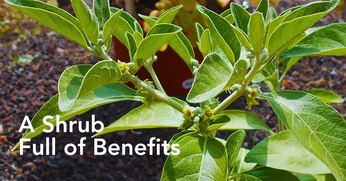 What is ashwagandha plant - complete guide to this medicinal shrub - Thursd Article header image
