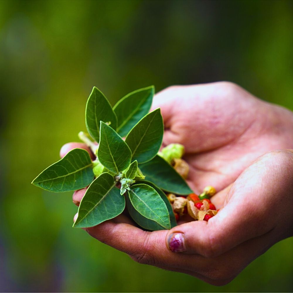 Ashwagandha Plants: Shrubs With Many Health, Remedial, Curative and Symbolic Benefits