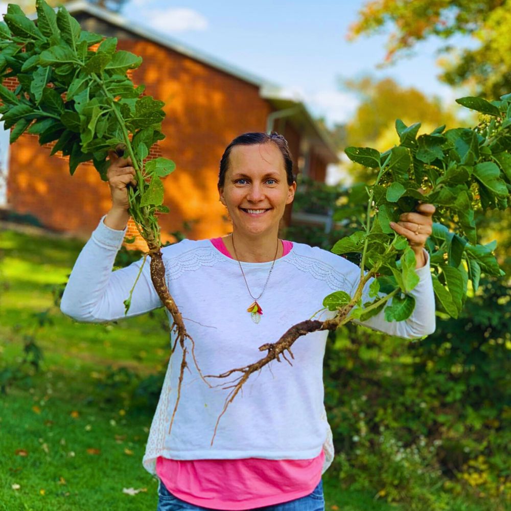The roots of Withania somnifera, also termed as ashwagandha roots are known to balance hormonal and vitality effects and is effective in managing generalized anxiety disorder
