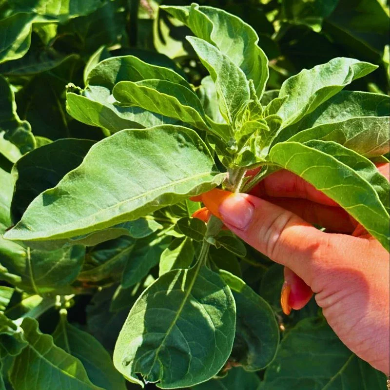 Ashwagandha Plants: Shrubs With Many Health, Remedial, Curative and Symbolic Benefits
