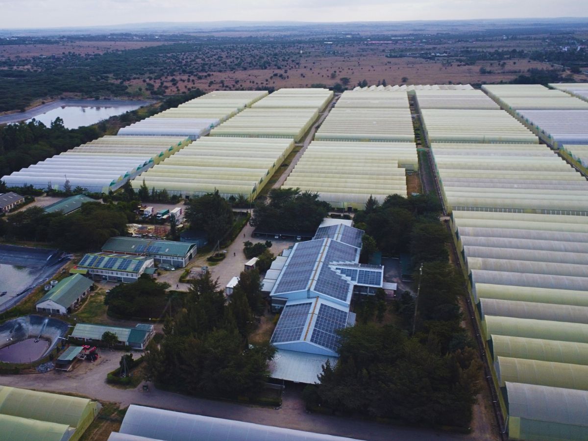 Greenhouses viewed from above Lima Labs and Chrysal Revolutionizing Flower Cultivation Using Technology