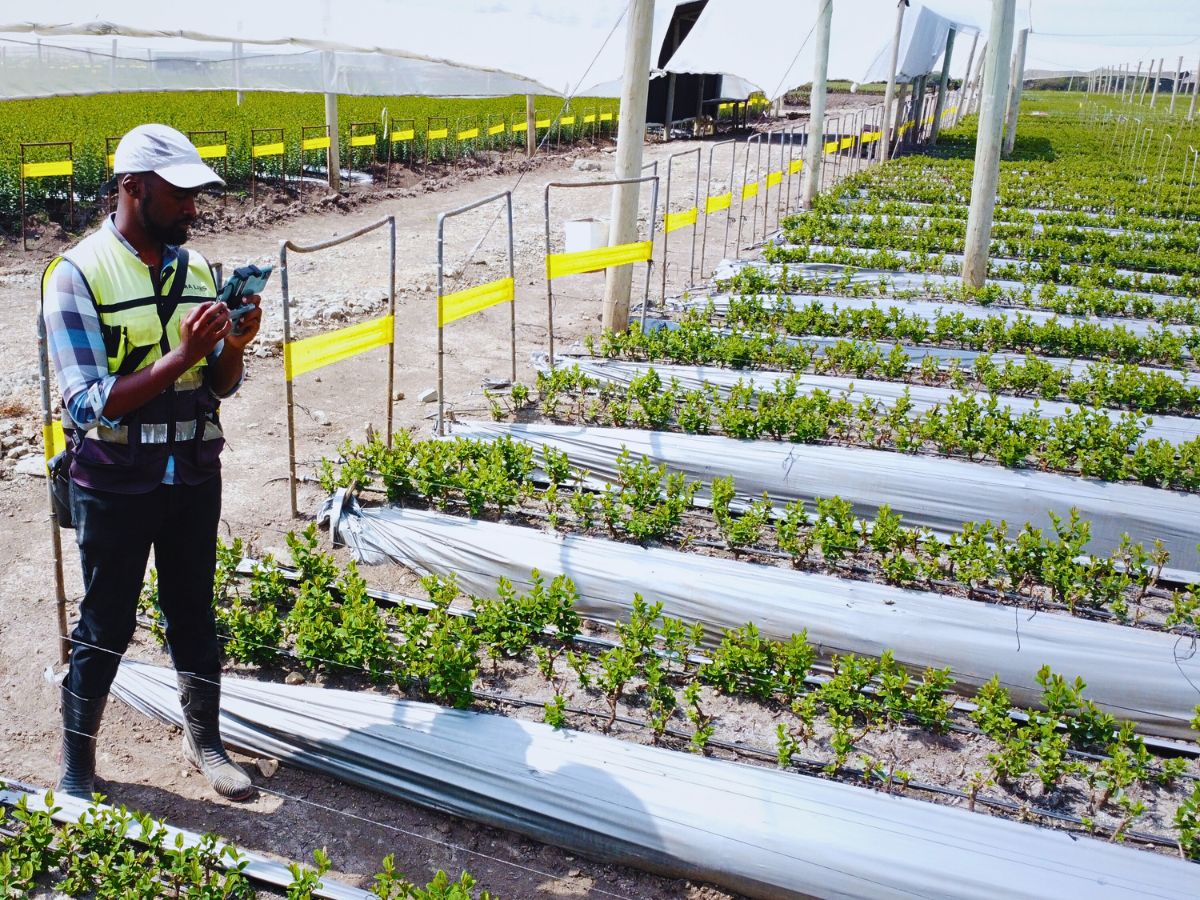 Lima Labs and Chrysal Revolutionizing Flower Cultivation Using Technology