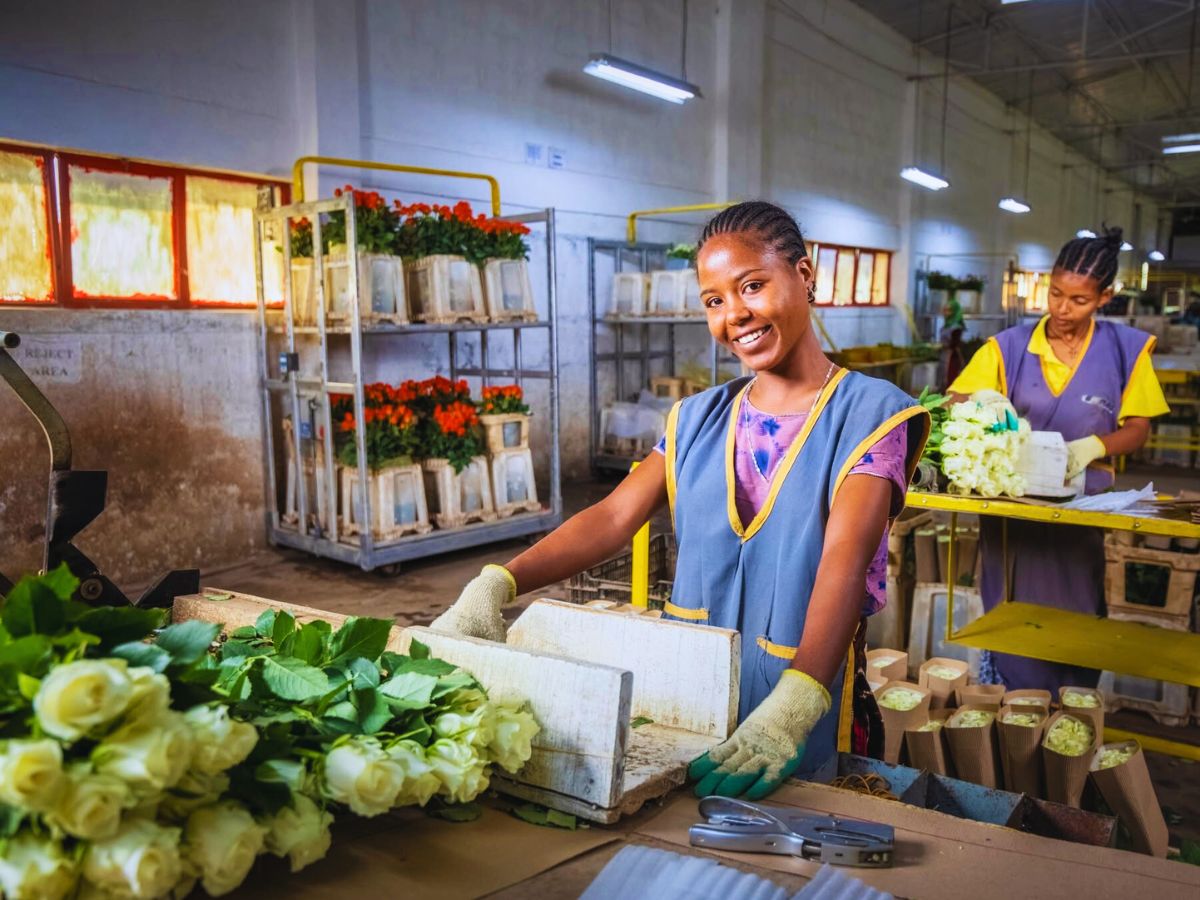 Ethiopia's AQ Roses Fairtrade Flowers and What Makes Them Tick All the Right Boxes https://thursd.com/articles/what-are-fairtrade-flowers