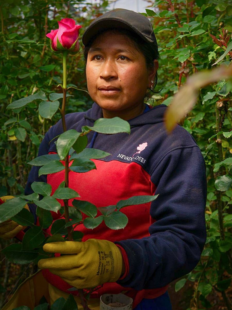 Nevado Roses Fairtrade Flowers and What Makes Them Tick All the Right Boxes