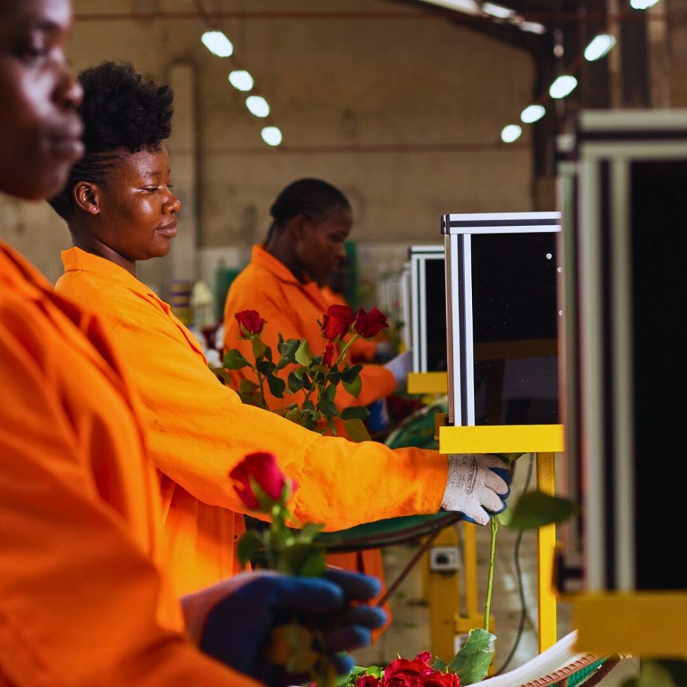 PJ Dave Flora Ltd Fairtrade Flowers and What Makes Them Tick All the Right Boxes