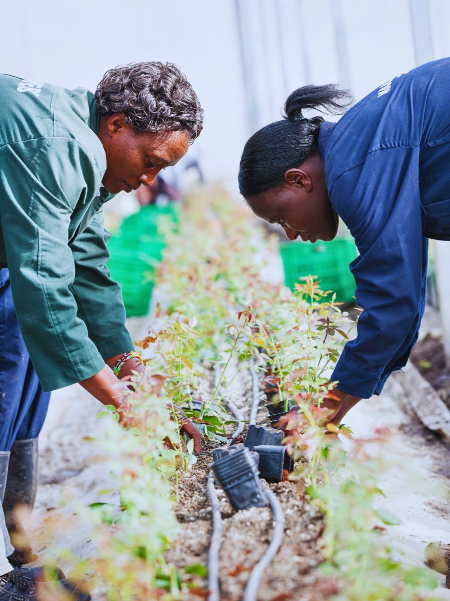 Sian Flowers employees Fairtrade Flowers and What Makes Them Tick All the Right Boxes