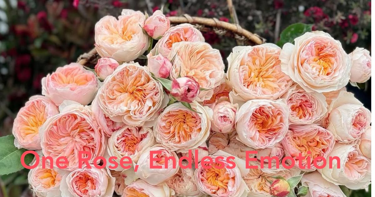 Year long rose Header Image
