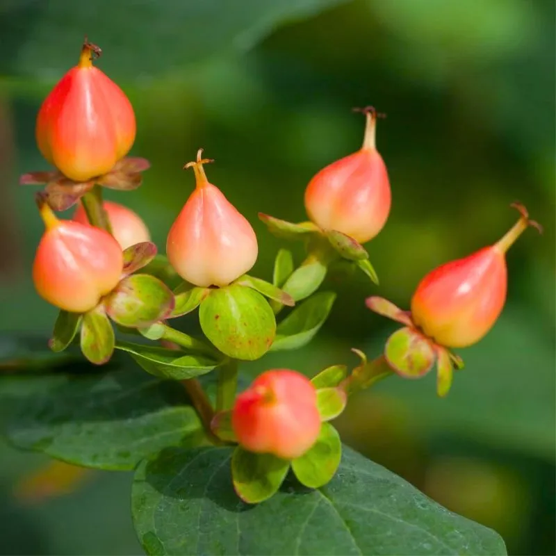 Hypericum Magical Pumpkin by firsteditionsshrubstrees square featured