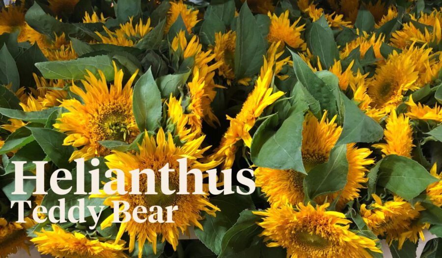Peter's weekly Menu 23 - Helianthus Teddy Bear - on Thursd