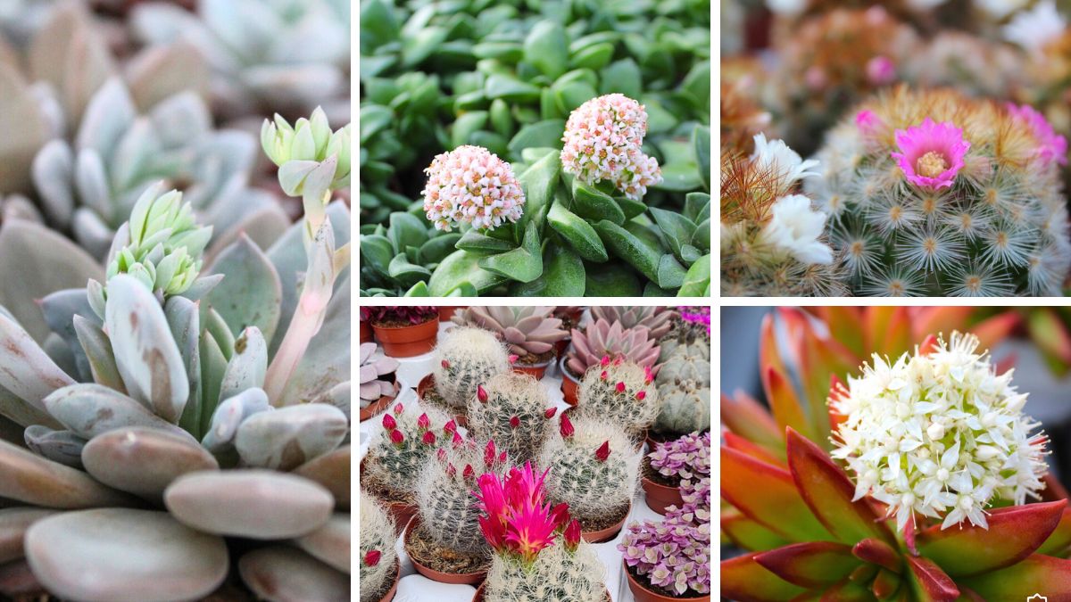 Succulents and Cacti with flowers from Winco Holland Succulents and Cacti with flowers from Winco Holland