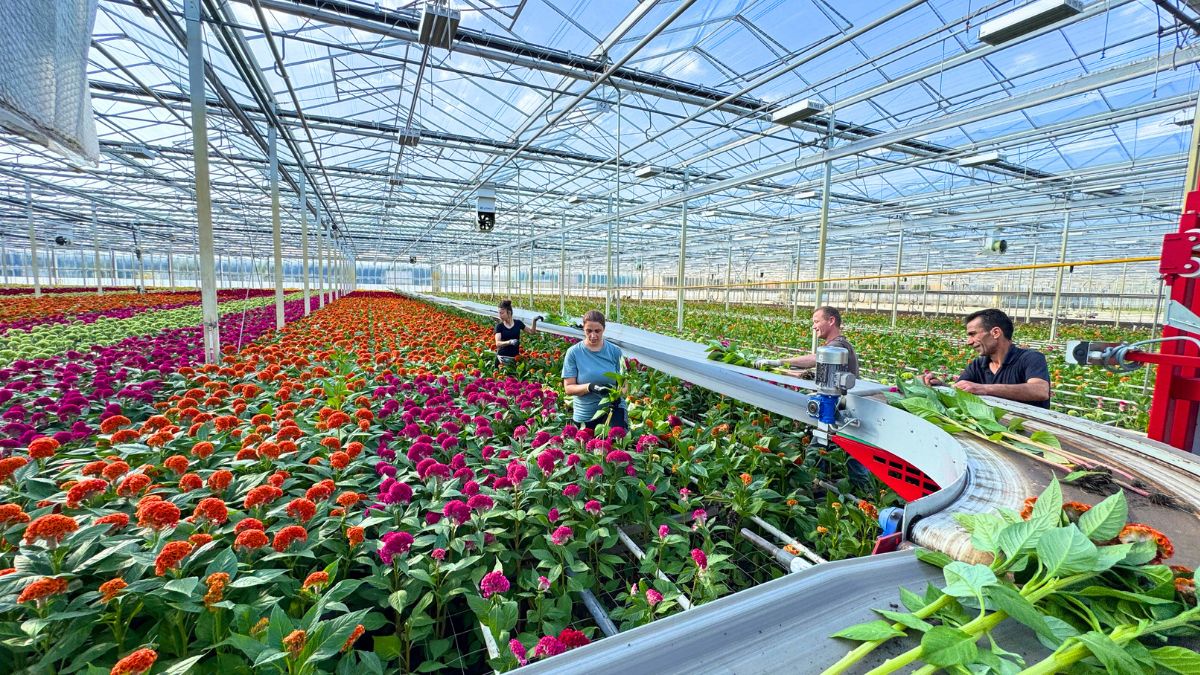 Celosia cutting Bos bloemen in greenhouse