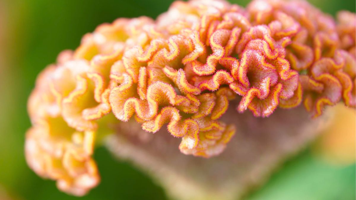 Celosia from Bos Bloemen by Decorum plants and flowers