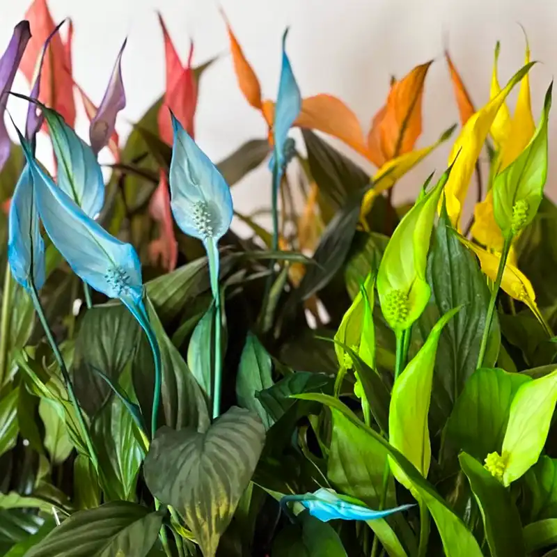 Make-Upz® Spathiphyllum