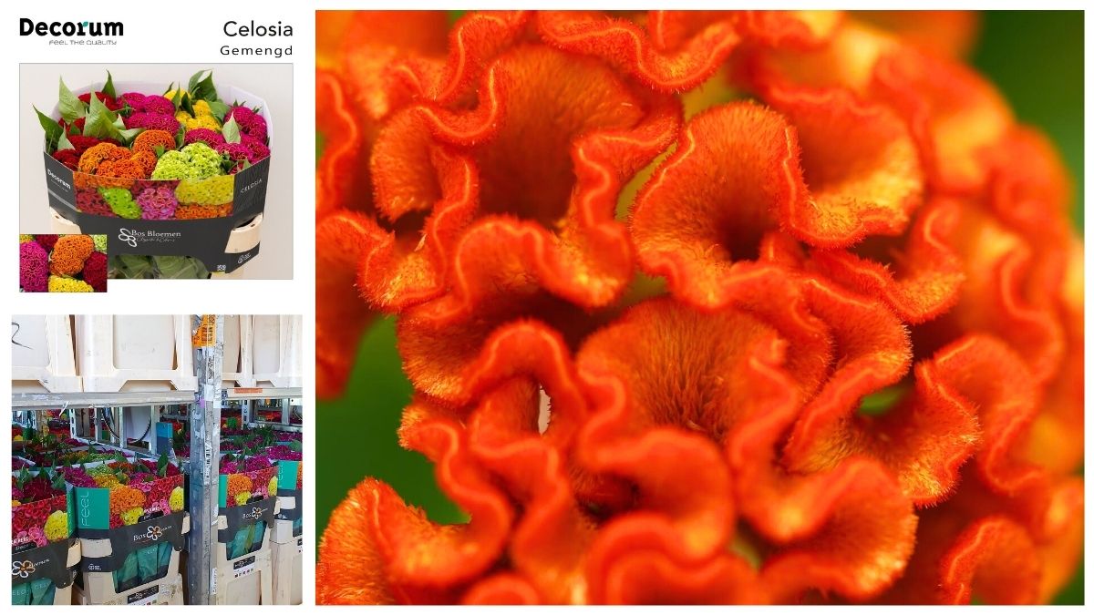 Celosia by Bos bloemen in Decorum 