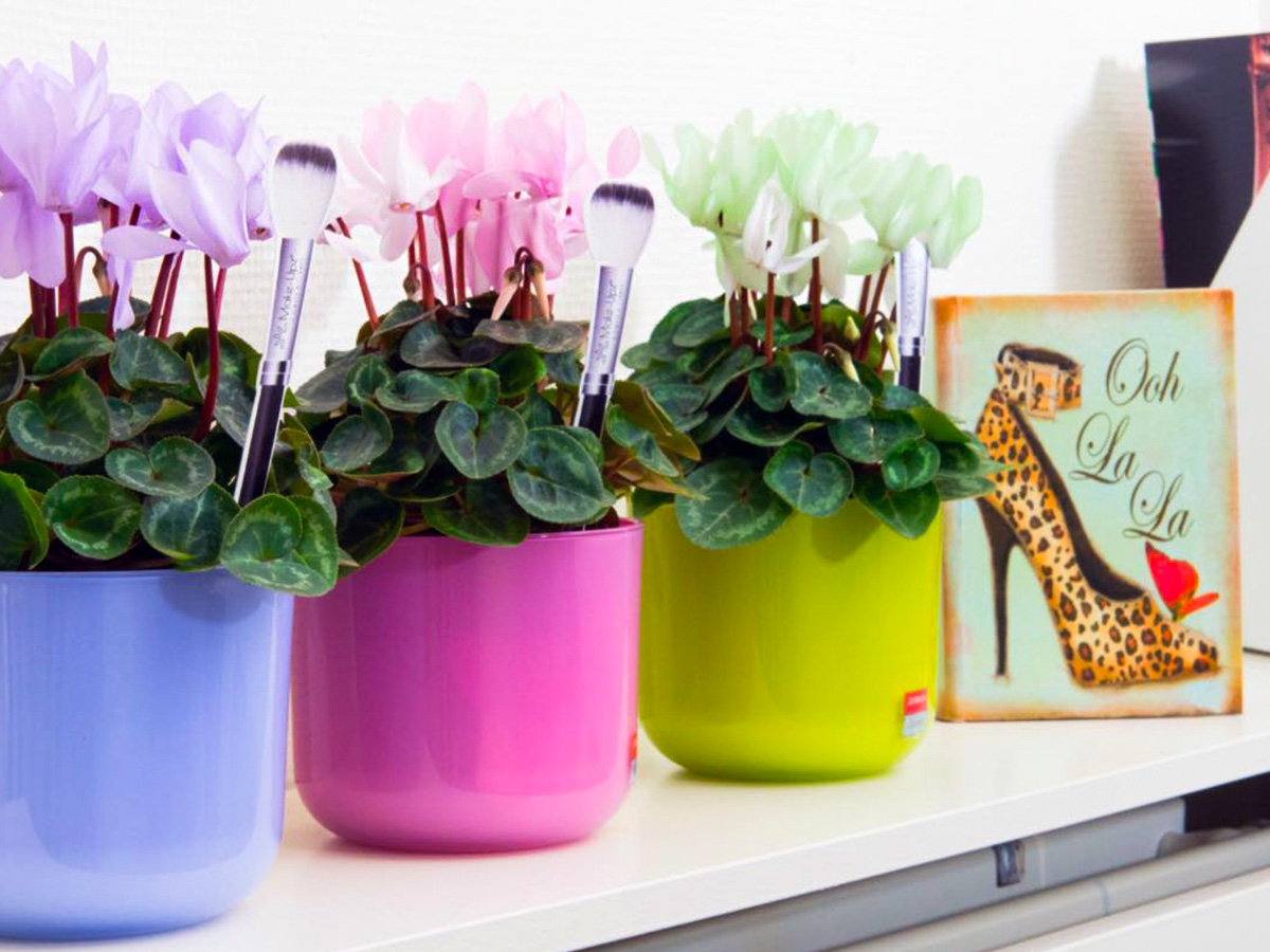 Make Upz cosmetics for plants cyclamen Make Upz cosmetics for plants cyclamen