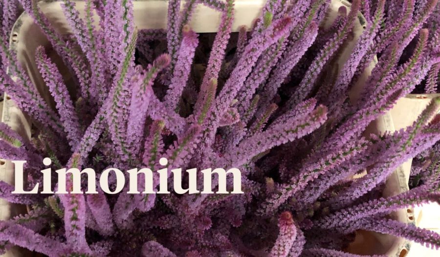 Peter's weekly Menu 23 - Limonium - on Thursd