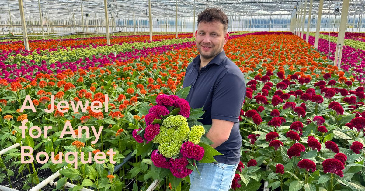 Celosia by Bos bloemen