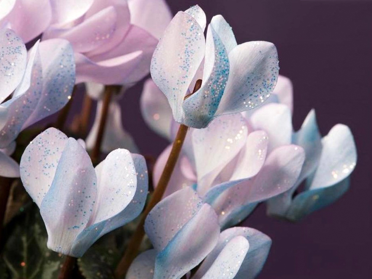 Make Upz cosmetics for plants cyclamen sparkle Make Upz cosmetics for plants cyclamen sparkle