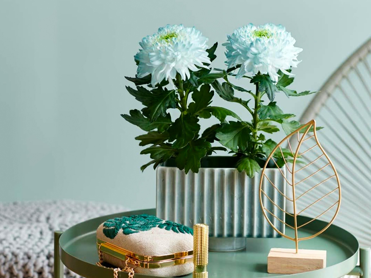 Make Upz cosmetics for plants blue chrysanthemums Make Upz cosmetics for plants blue chrysanthemums