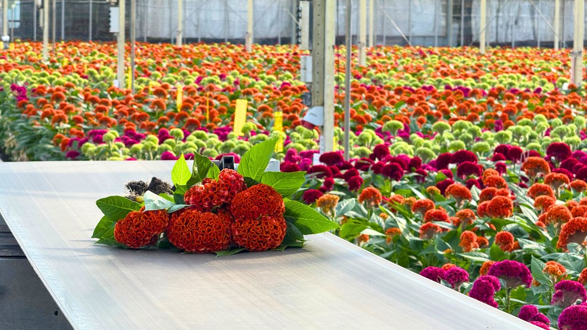 Celosia in the greenhouse by kwekerij Bos bloemen