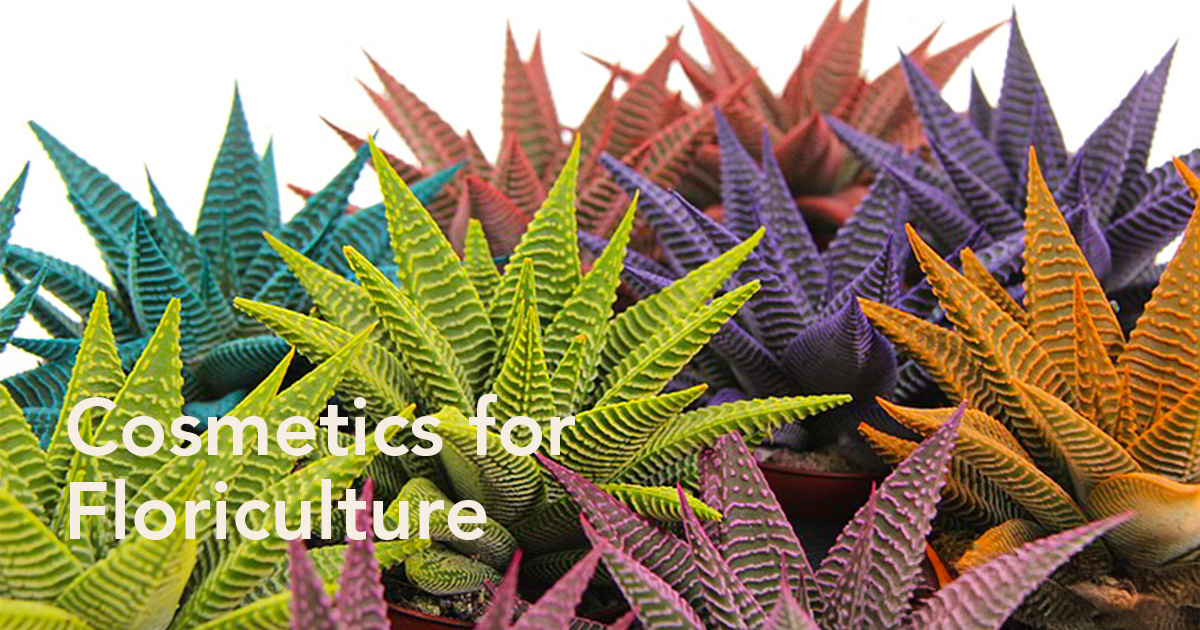Make-Upz® succulents