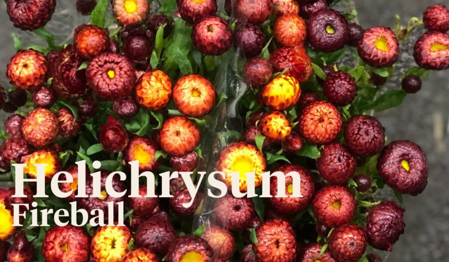 Peter's weekly Menu 23 - Helichrysum Fireball - on Thursd