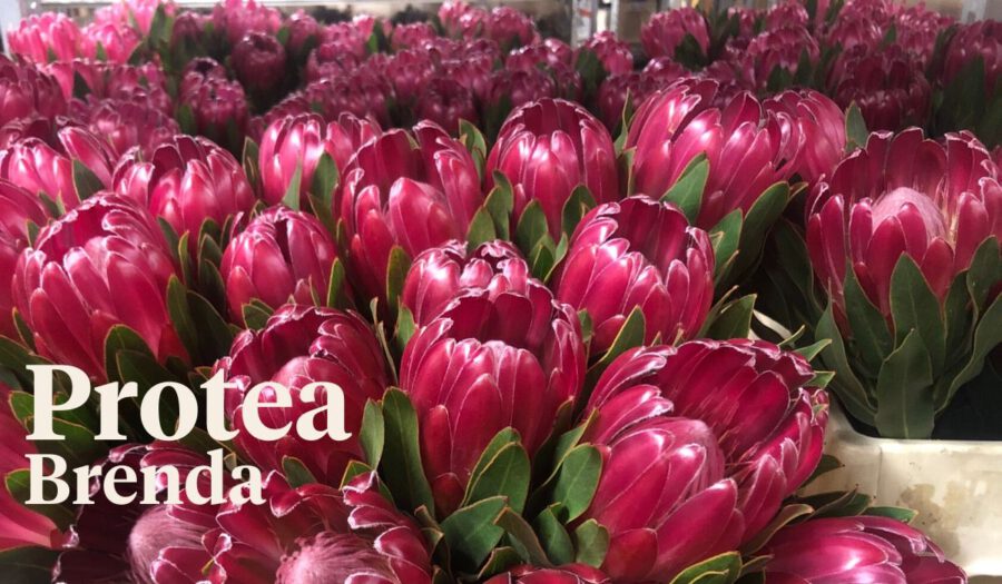 Peter's weekly Menu 23 - protea Brenda - on Thursd