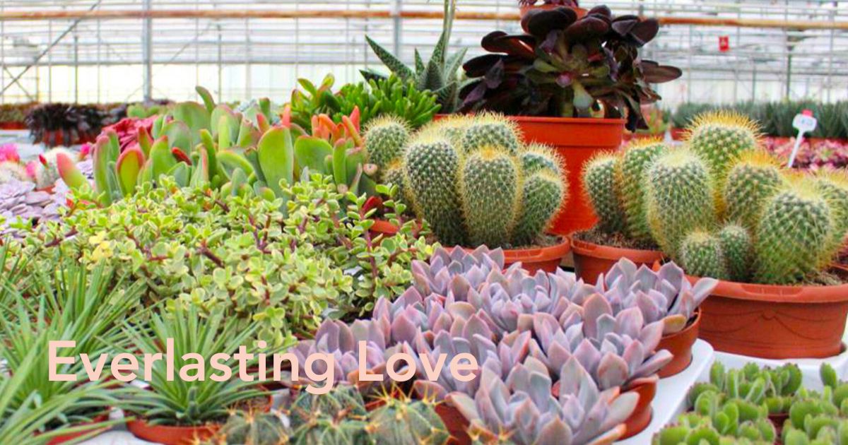 Winco Holland assortment of cacti and succulents