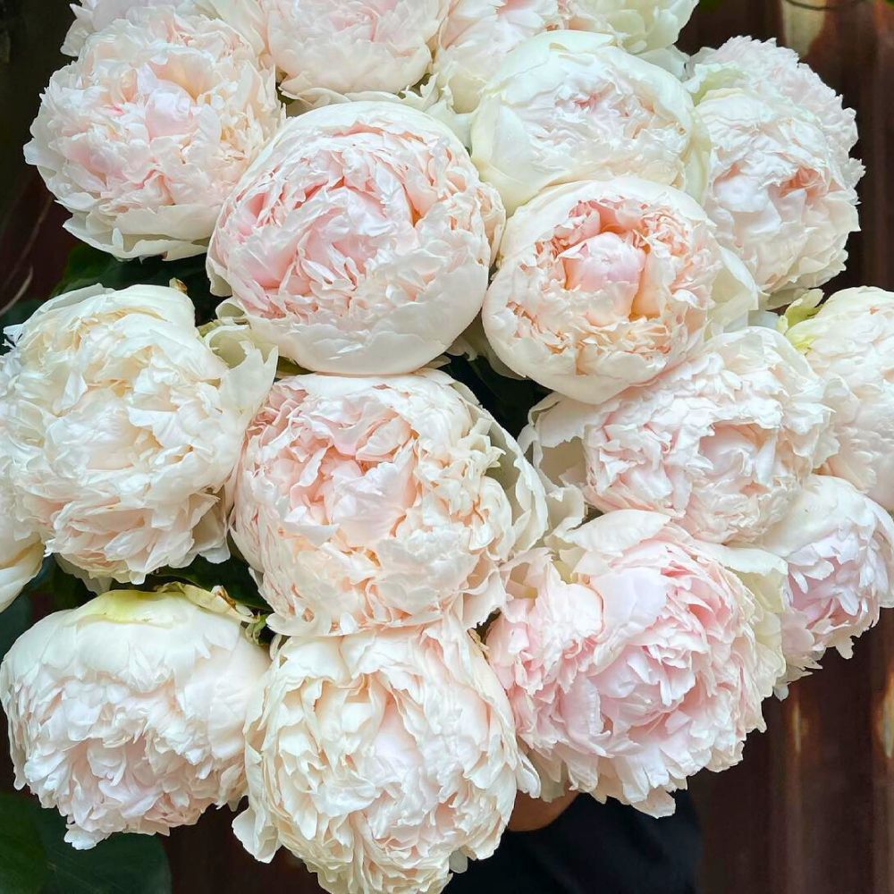 Peony Brother Chuck 10 Questions to Simon Ogrizek