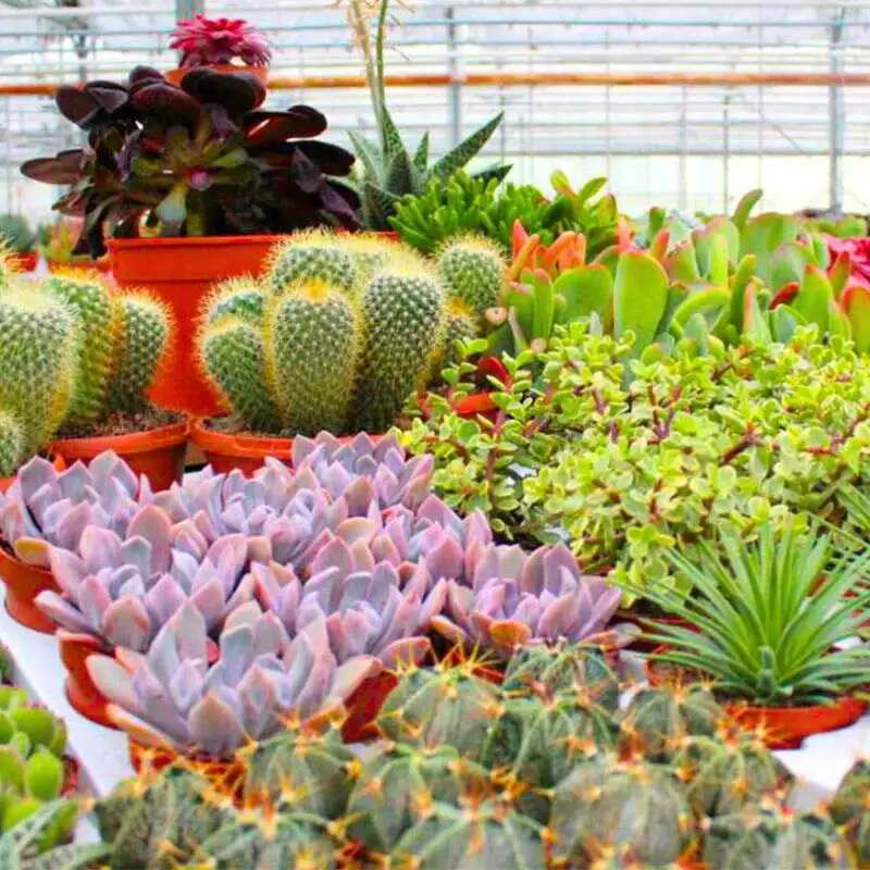Winco Holland assortment of cacti and succulents