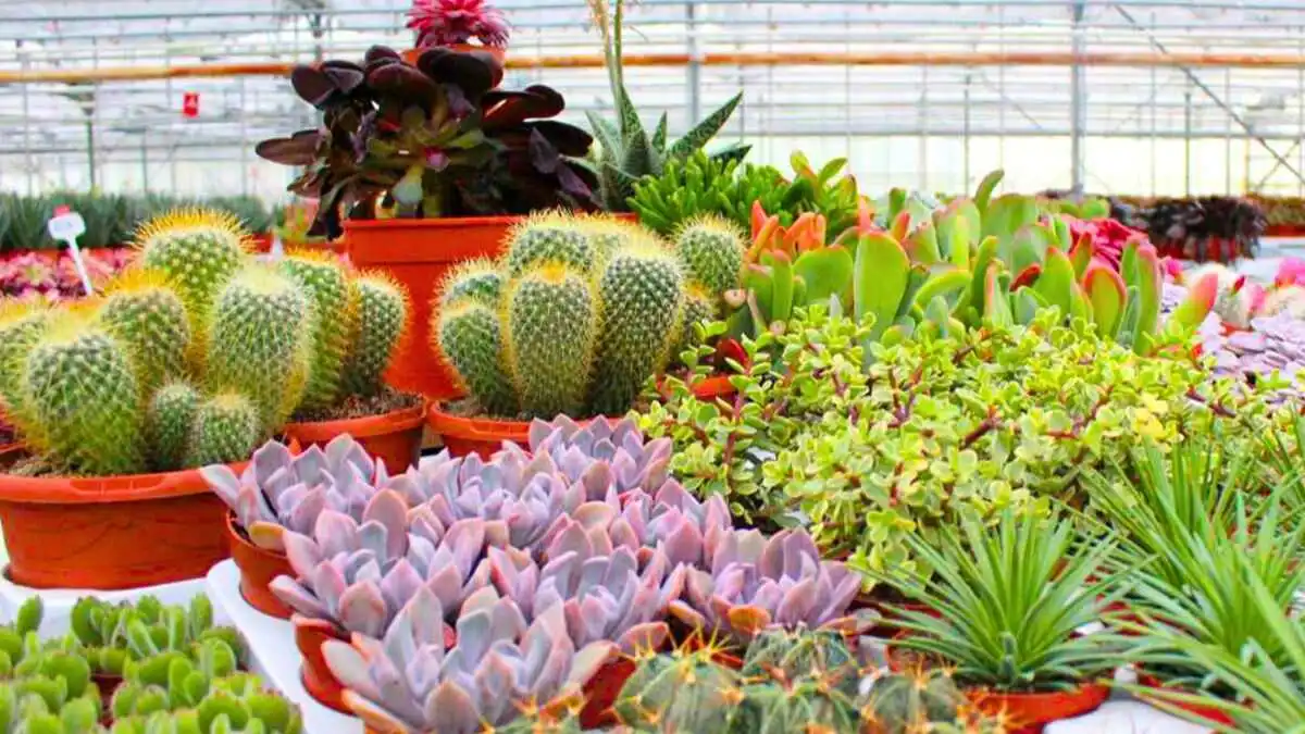 Winco Holland assortment of cacti and succulents