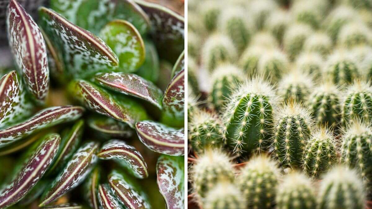 Succulents and Cacti by Winco Holland and Decorum Plants and Flowers Succulents and Cacti by Winco Holland and Decorum Plants and Flowers