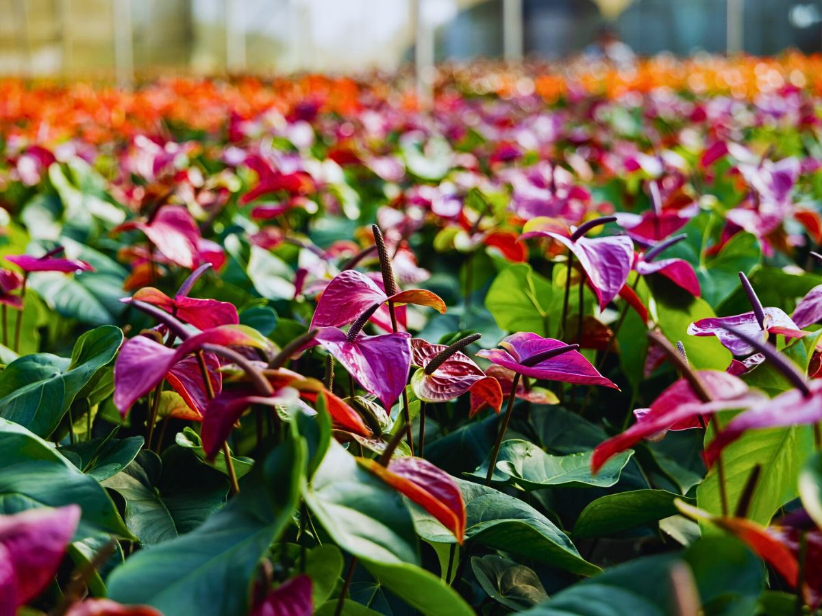 The 77th AIPH Annual Congress in Ghent Charts a Sustainable Future for the Horticulture Industry.