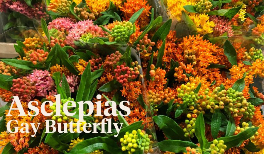 Peter's weekly Menu 23 - Asclepias Gay Butterfly - on Thursd