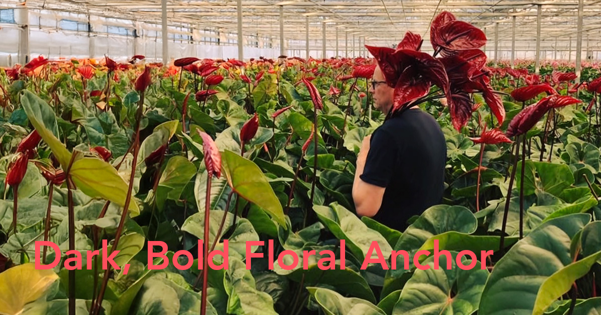 Anthurium Nero
