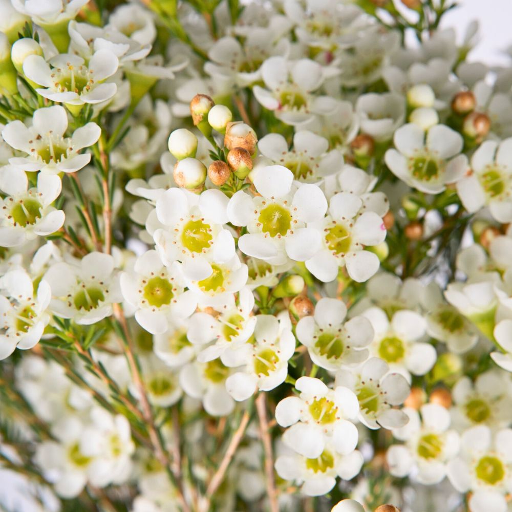 Waxflower Dawn Pearl Helix Australia